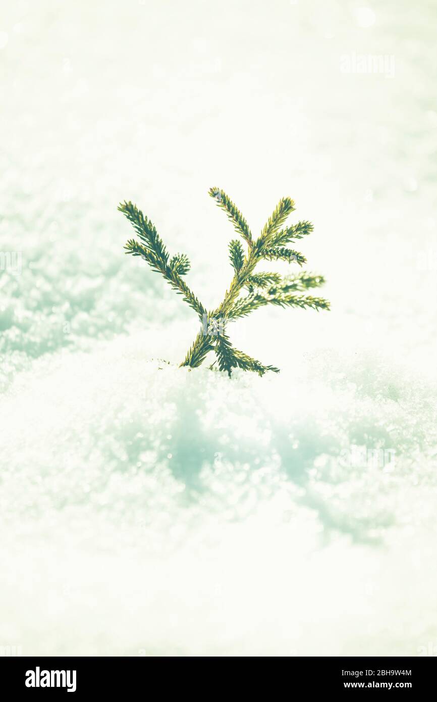 Ein einziger kleiner Baum im tiefen Schnee im Winter in Bayern. Stockfoto