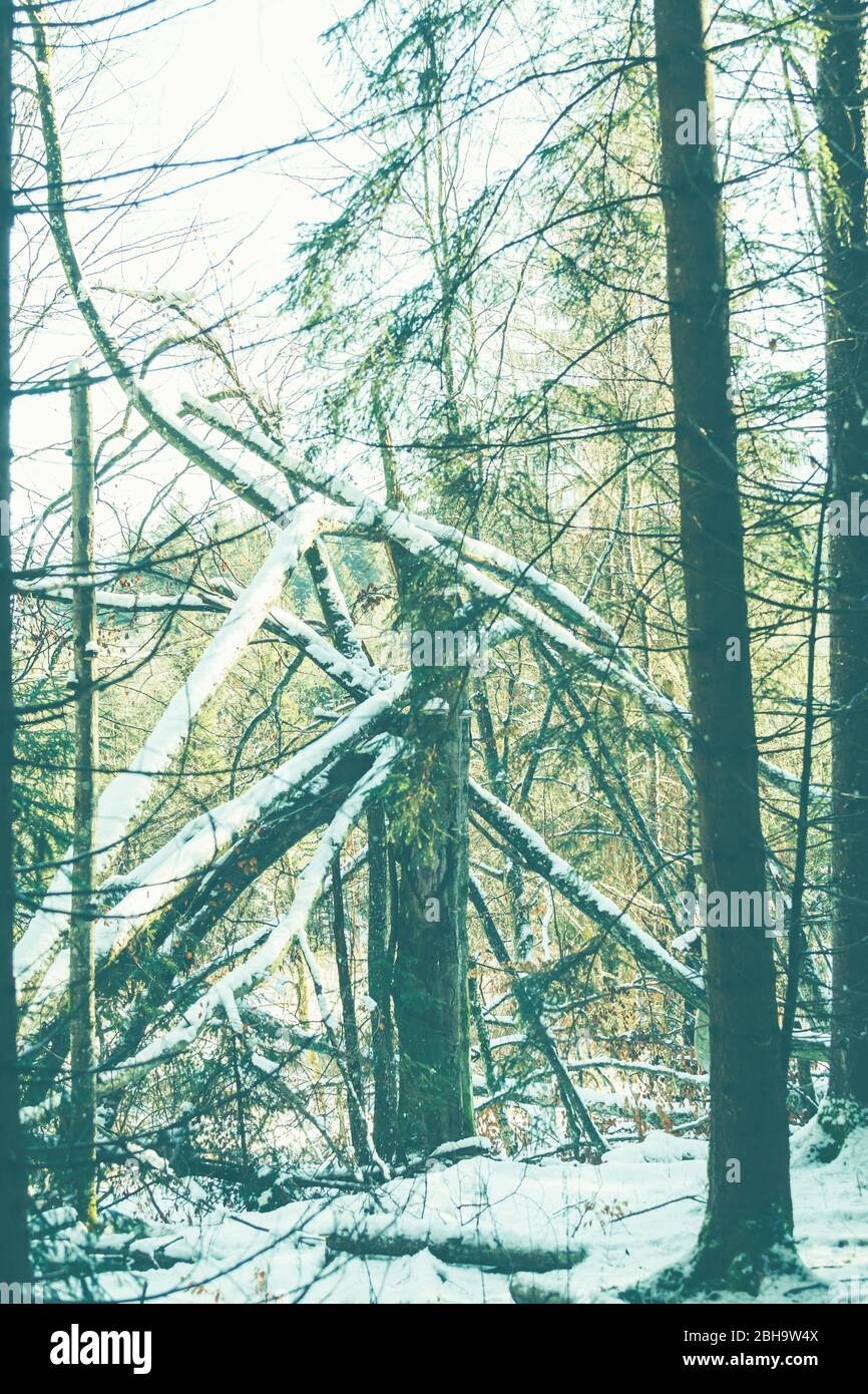 Schneebruch im Wald, ein gebrochener Baum. Stockfoto