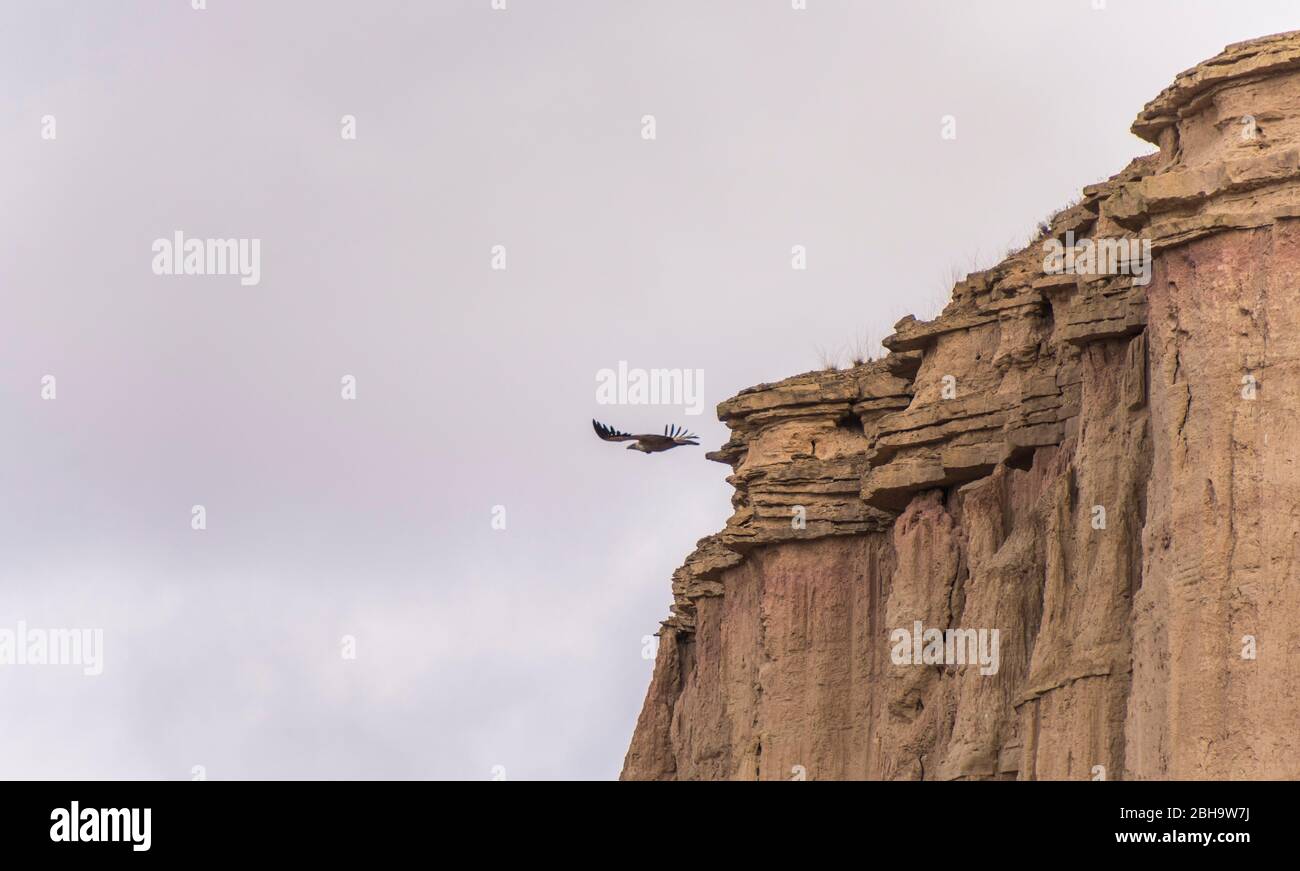 Roadtrip im Winter durch die Halbwüste Bardenas Reales, Navarra, Spanien. Ein UNESCO Biosphärenreservat mit u.a. Castil de Tierra, Pisquerra Mountains und Bardena Blanca. Geier nutzt die Thermik. Stockfoto