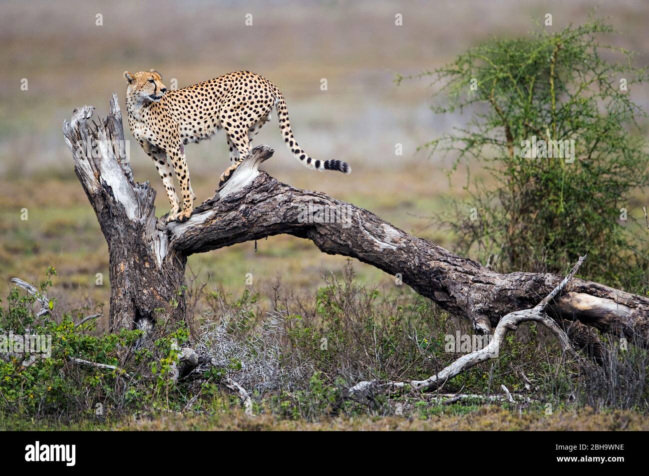 Ansicht von Geparden (Acinonyx jubatus) auf gebrochenem Baum, Ngorongoro Conservation Area, Tansania Stockfoto