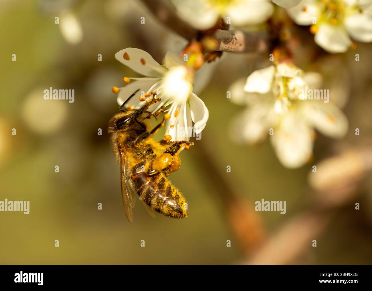 Nahaufnahme der Biene, die auf frischer weißer Blüte bestäubt Stockfoto
