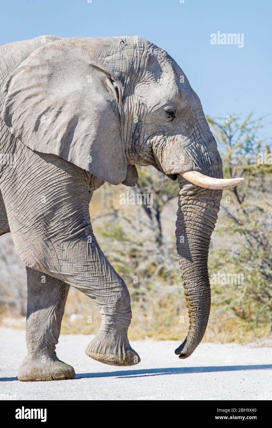 Blick auf den Wanderelefanten, Etosha Nationalpark, Namibia Stockfoto