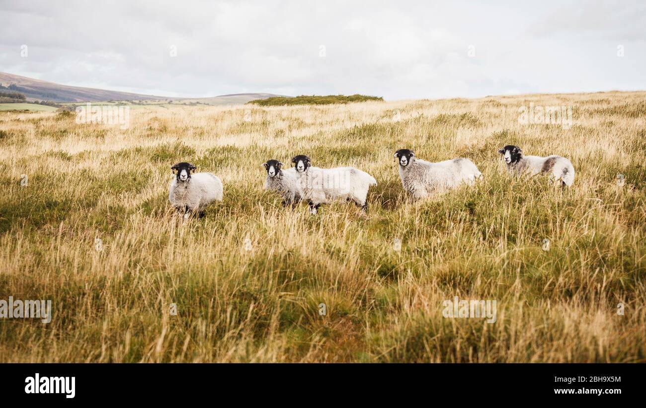 Das Dartmoor in der Grafschaft Devon, England, Großbritannien Stockfoto