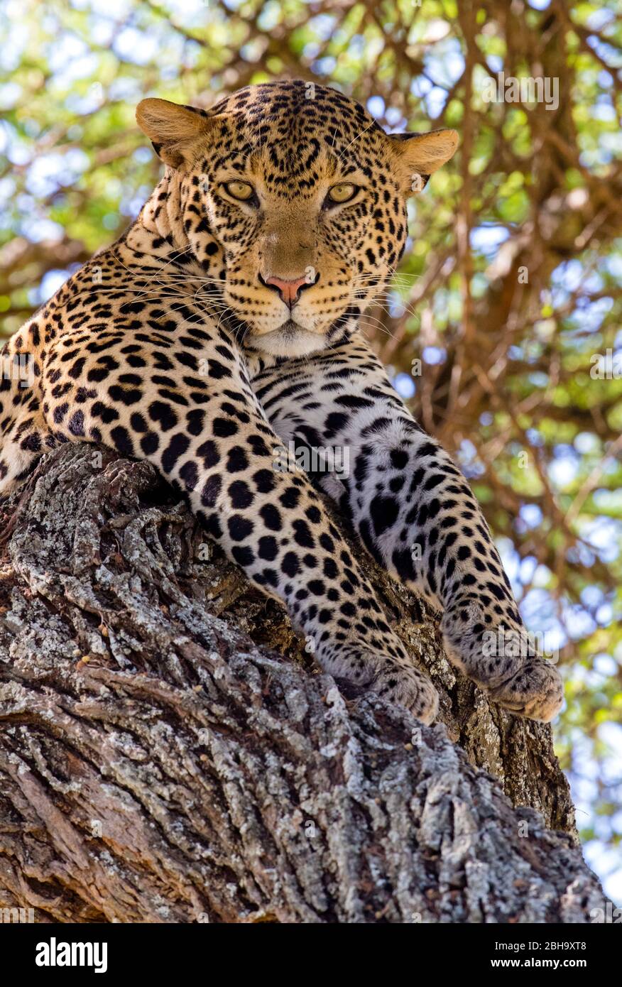 Nahaufnahme des Leoparden (Panthera pardus), der auf einem Baumstamm liegt, Tarangire Nationalpark, Tansania, Afrika Stockfoto