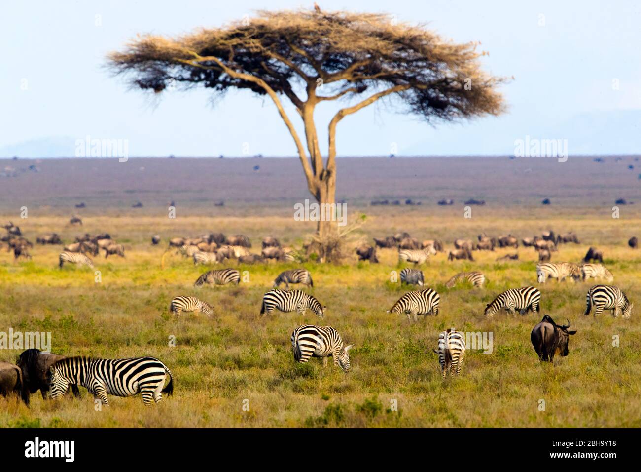 Ansicht der großen Wanderung von Tieren auf Savannah, Ngorongoro Conservation Area, Tansania, Afrika Stockfoto