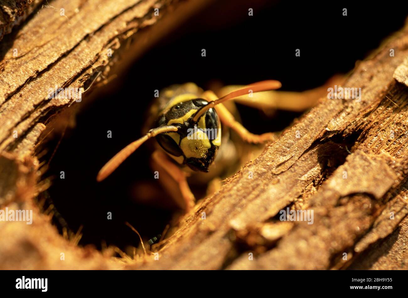 Nahaufnahme von Wespen auf Holzmaterial Stockfoto