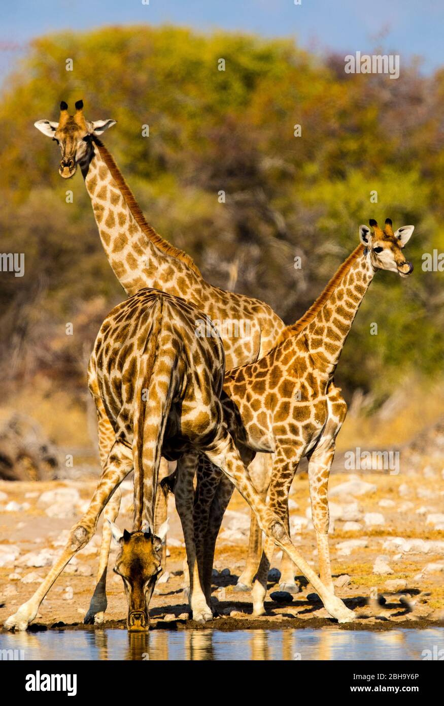 Blick auf drei südliche Giraffen (Giraffa giraffa) in der Nähe von Bewässerungsstelle, Etosha Nationalpark, Namibia, Afrika Stockfoto