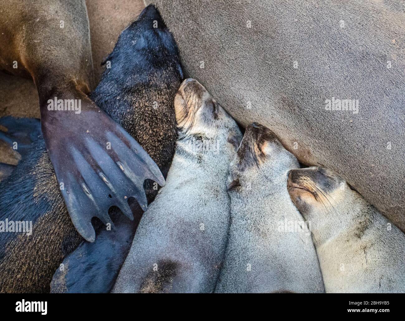 Nahaufnahme von liegenden Robbenjungen, Namibia, Afrika Stockfoto