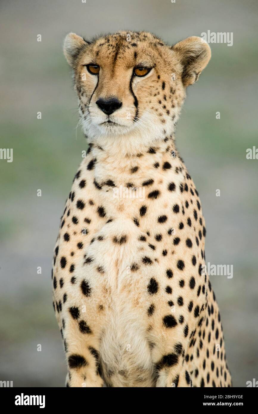 Nahaufnahme des Geparden (Acinonyx jubatus) , Ngorongoro Conservation Area, Tansania, Afrika Stockfoto