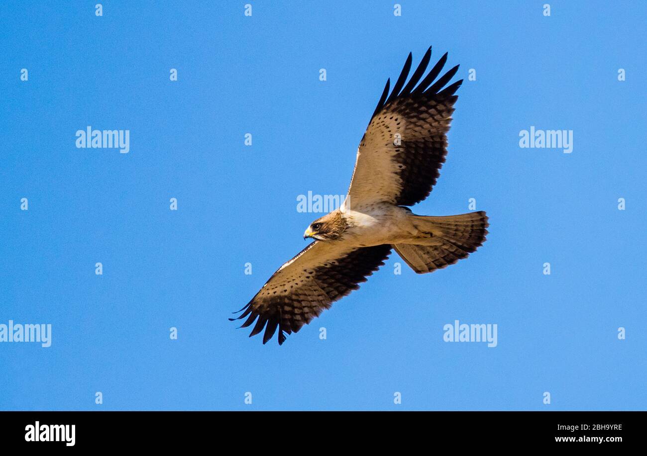 Blick auf den Rotkopffalken (Falco chicquera) Kgalagadi Transfrontier Park, Namibia, Afrika Stockfoto