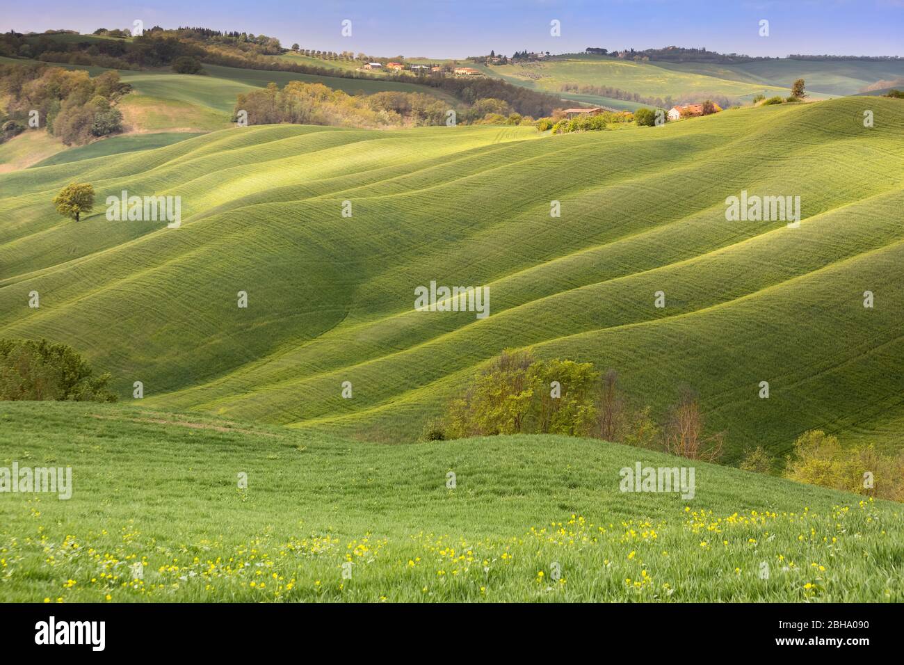 Wiesen und Hügel, Landschaft der Crete Senesi, Asciano, Siena, Toskana, Italien Stockfoto