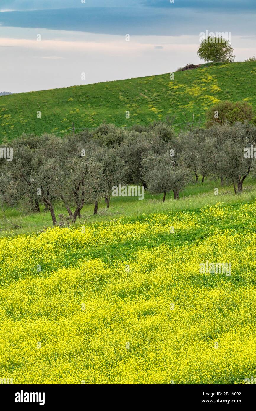 Toskanische Landschaft in der Nähe von Pienza, Val d'Orcia, Siena, Toskana, Italien Stockfoto