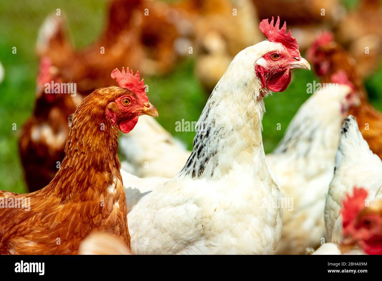 Freilaufende Hühner im Gehege Stockfoto