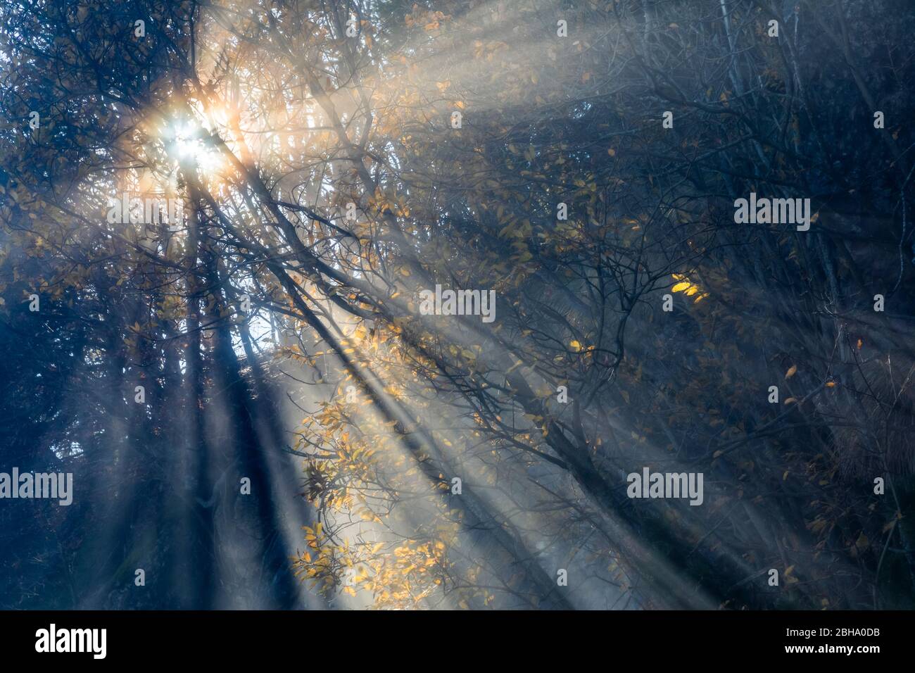 Äste mit Autumfarben, Licht, das durch den Nebel filtert, Mount Grappa, Venetien, Italien Stockfoto