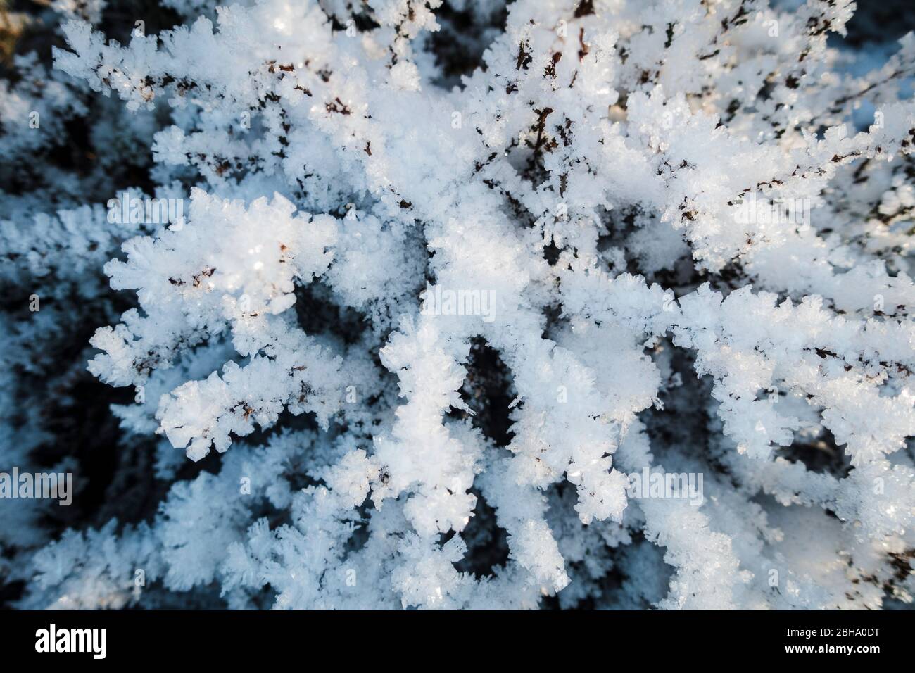 Sauerland, Schnee und Eiskristalle auf Pflanzen, Kunstwerke der Natur, weiß, Winter, kalt, Frost, Stockfoto
