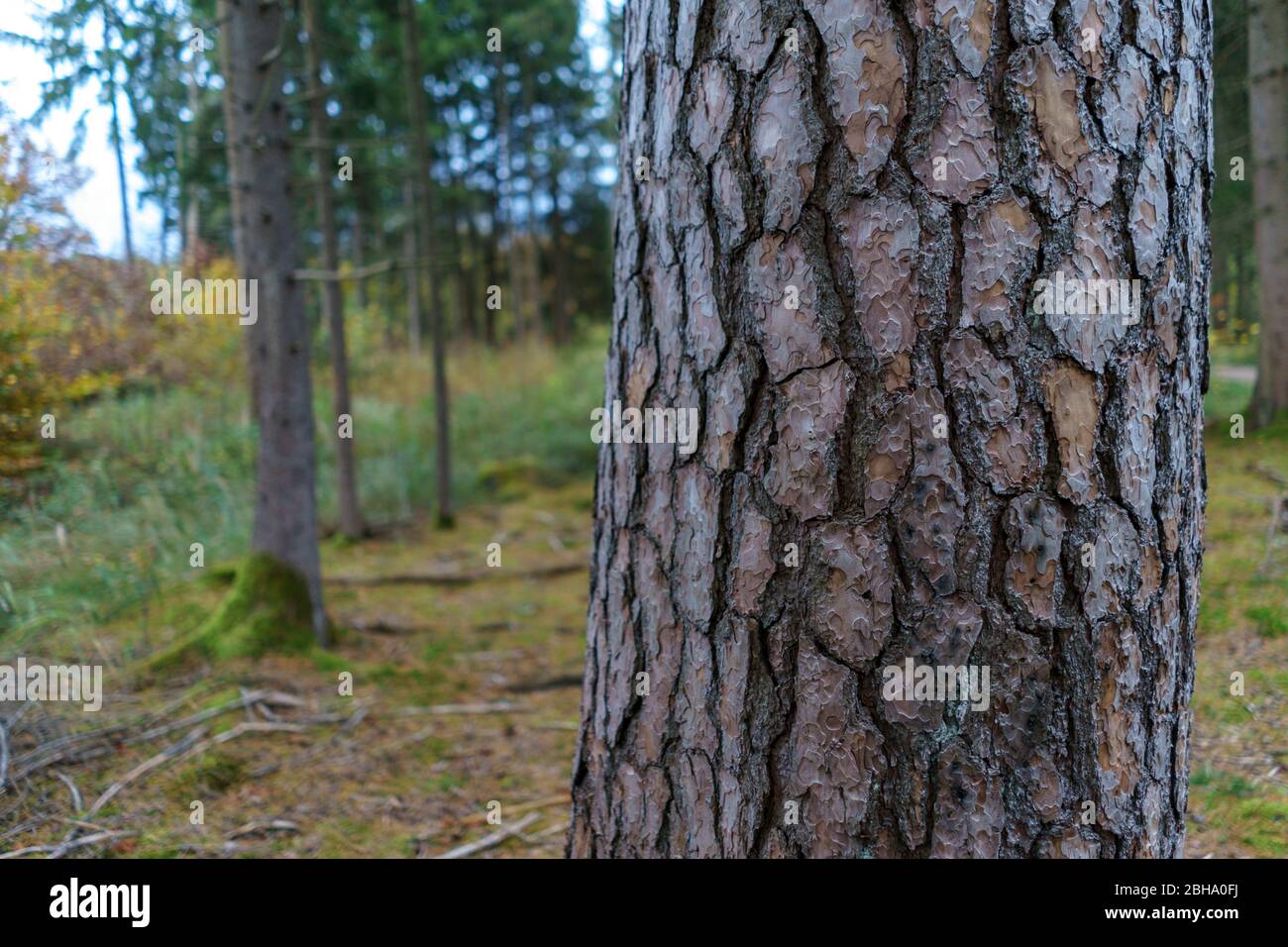 Baum in Nahaufnahme Stockfoto