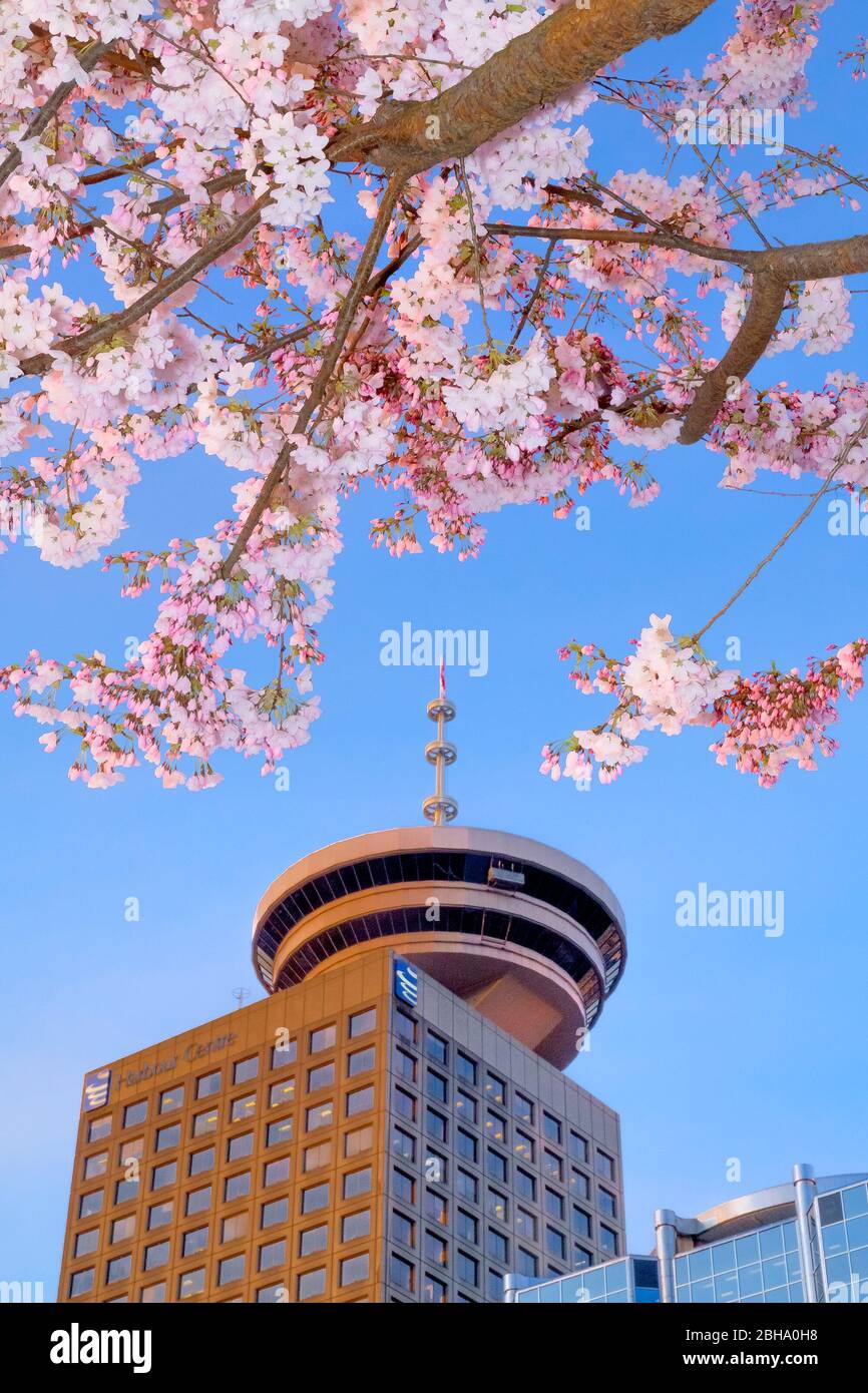 Kirschblüten und Harbour Centre Tower, Vancouver, British Columbia, Kanada Stockfoto