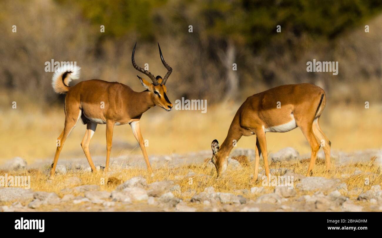 Männliche und weibliche Impala (Aepyceros melampus) Antilopen, Etosha Nationalpark, Namibia Stockfoto
