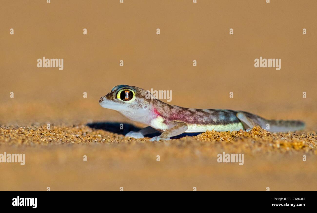 Geckoechse auf Sand, Swakopmund, Namibia Stockfoto