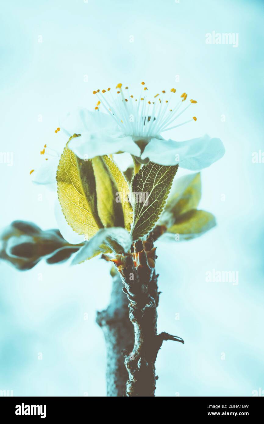 Blüte abstrakt, Blüten einer Sauerkirsche, Prunus cerasus Stockfoto