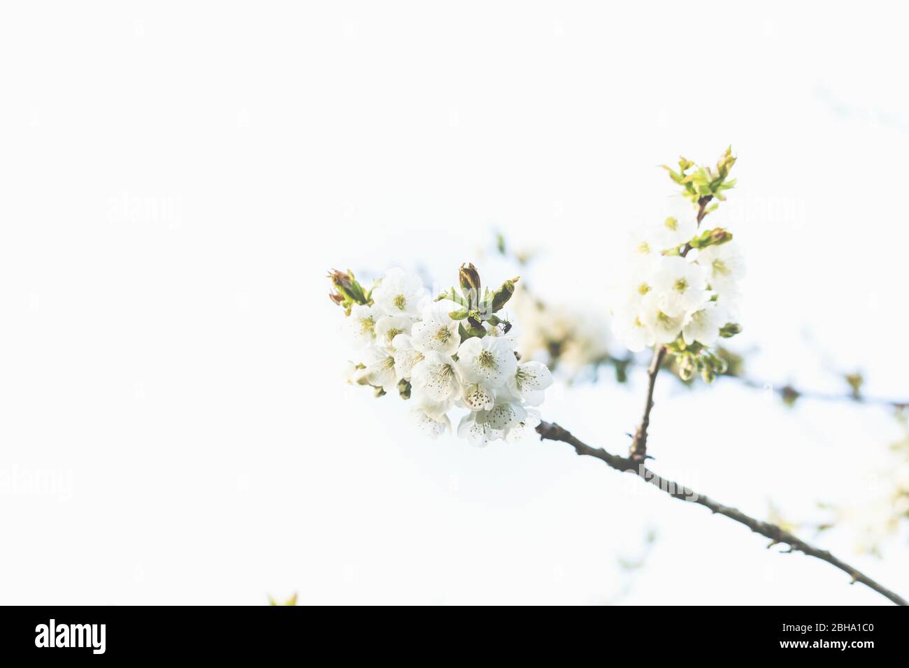 Blüte abstrakt, Blüten einer Sauerkirsche, Prunus cerasus Stockfoto