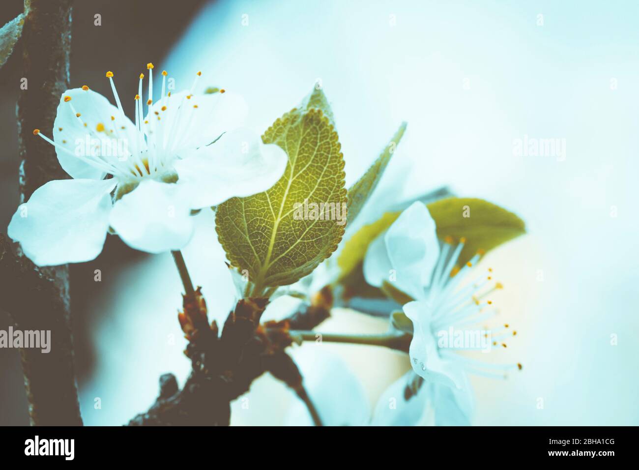 Blüte abstrakt, Blüten einer Sauerkirsche, Prunus cerasus Stockfoto