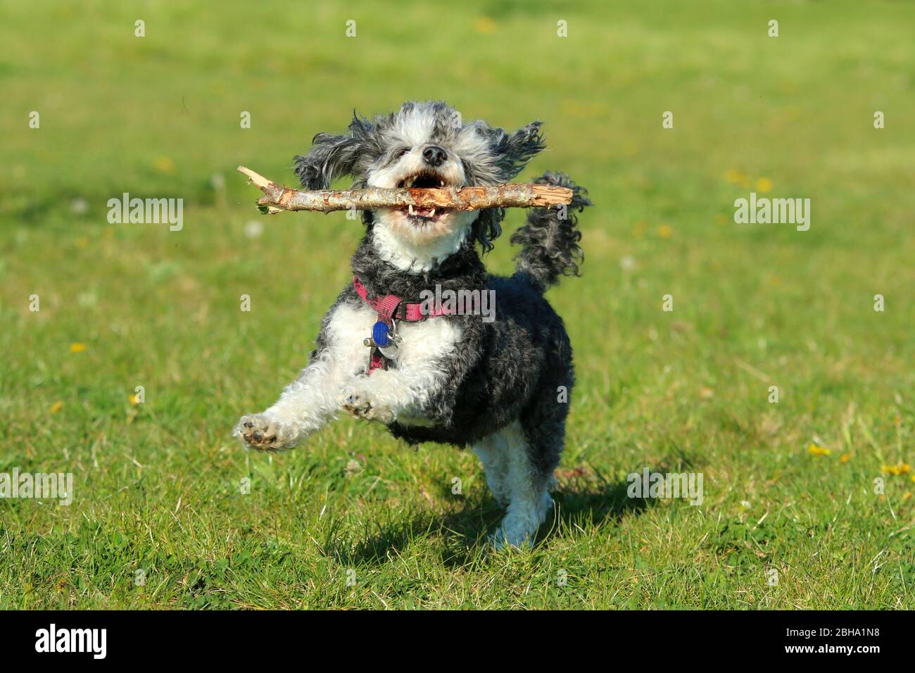 Ein Bild des glücklichen erwachsenen Mischlingshudes von Pudel und Shi Tzu, der mit einem Holzstock im Mund auf der Wiese läuft. Stockfoto