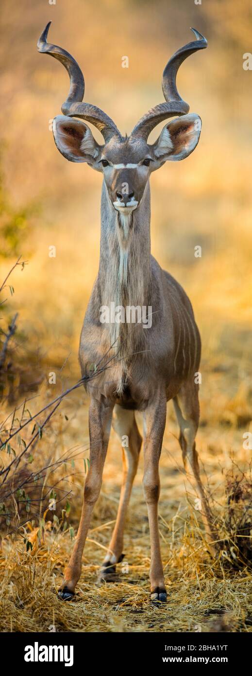 Männliche Großkudu (Tragelaphus strepsiceros) Antilope, die aufmerksam auf die Kamera schaut, Etosha National Park, Namibia Stockfoto