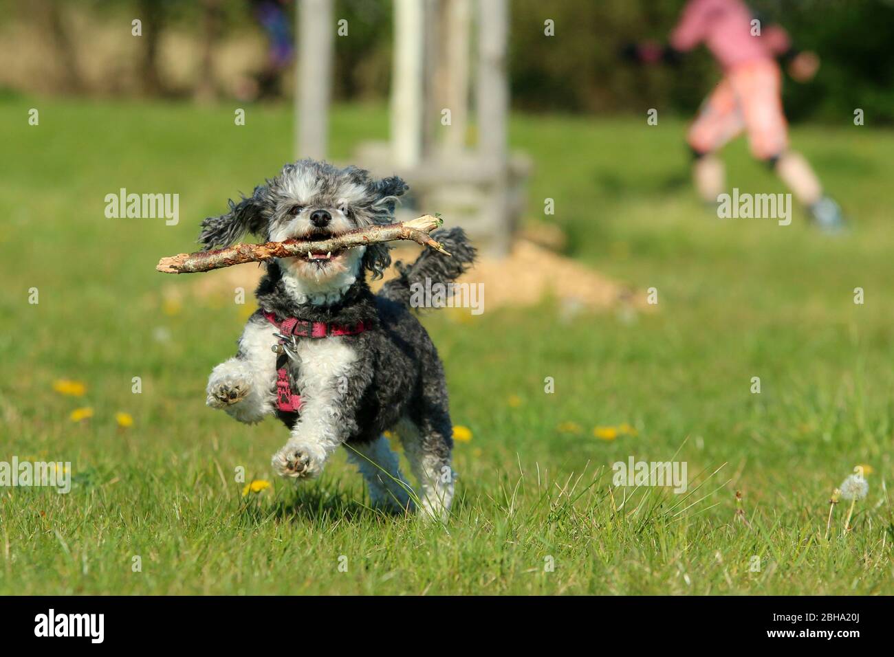 Ein Bild des glücklichen erwachsenen Mischlingshudes von Pudel und Shi Tzu, der mit einem Holzstock im Mund auf der Wiese läuft. Stockfoto