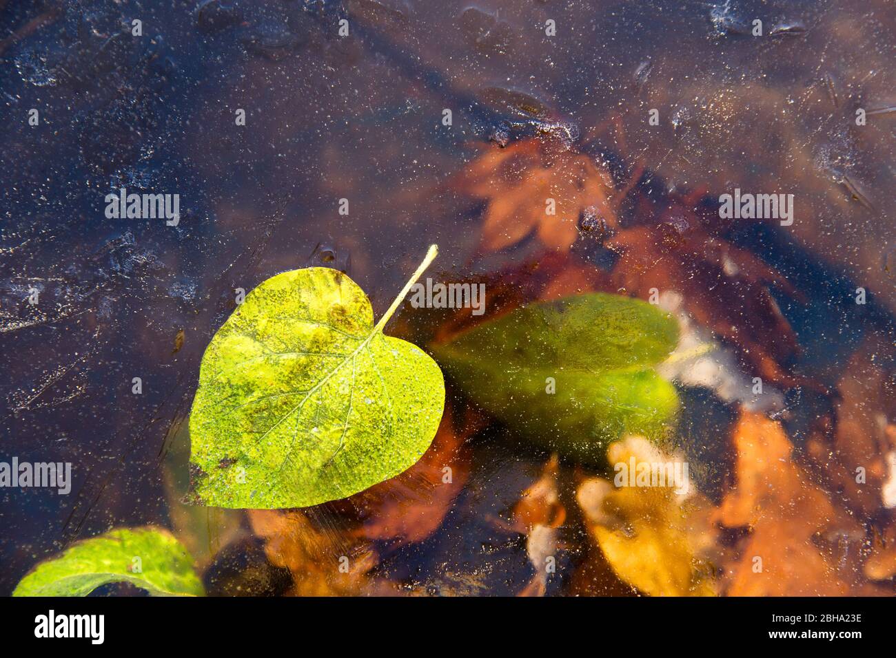 Herbstgrün gefallenes Blatt und trockene Blätter gefrieren in Eis. Erstes Eis auf der Wasseroberfläche. Winter Hintergrund. Stockfoto