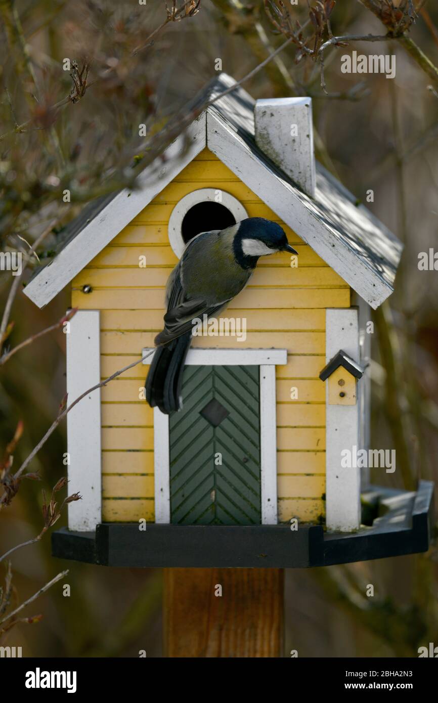 Meise, Parus Major, inspiziert Vogelhaus als Brutstätte, Stuttgart,  Baden-Württemberg, Deutschland Stockfotografie - Alamy