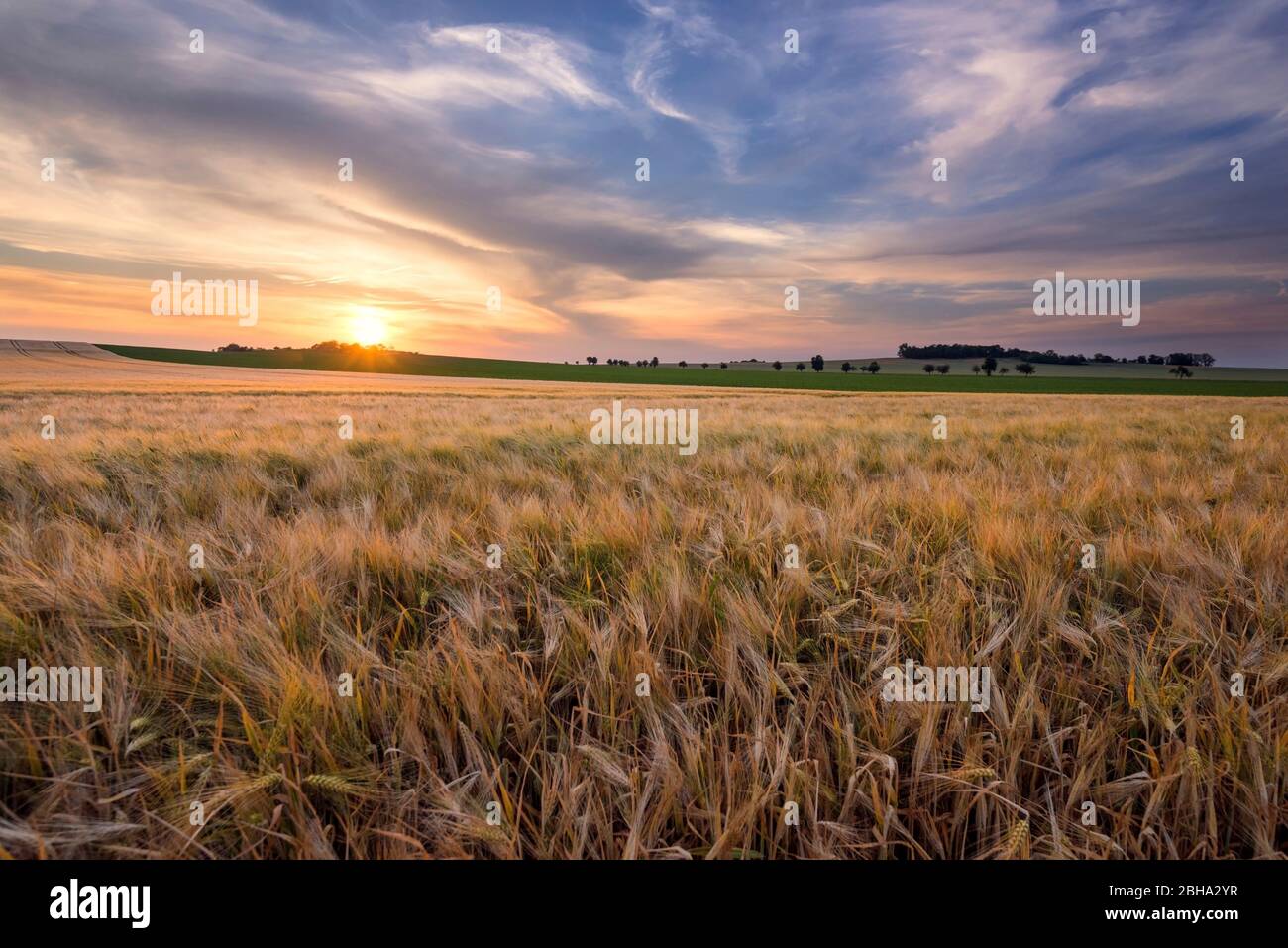 Sonne, Sonnenuntergang, Felder, Kornfeld, Sommer, Mitteldeutschland, Sachsen-Anhalt, Deutschland, Europa Stockfoto