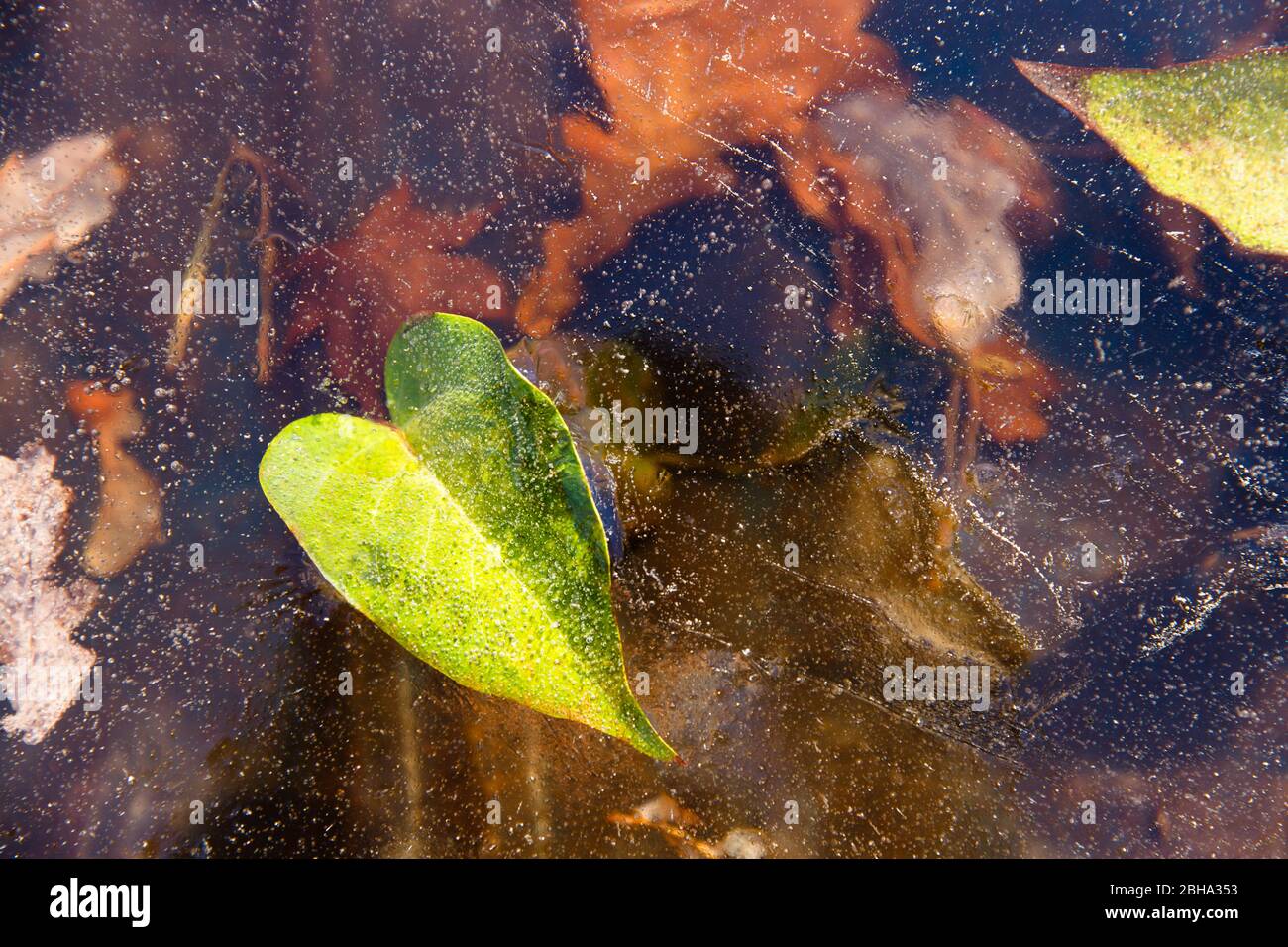 Herbstgrün gefallenes Blatt und trockene Blätter gefrieren in Eis. Erstes Eis auf der Wasseroberfläche. Winter Hintergrund. Stockfoto
