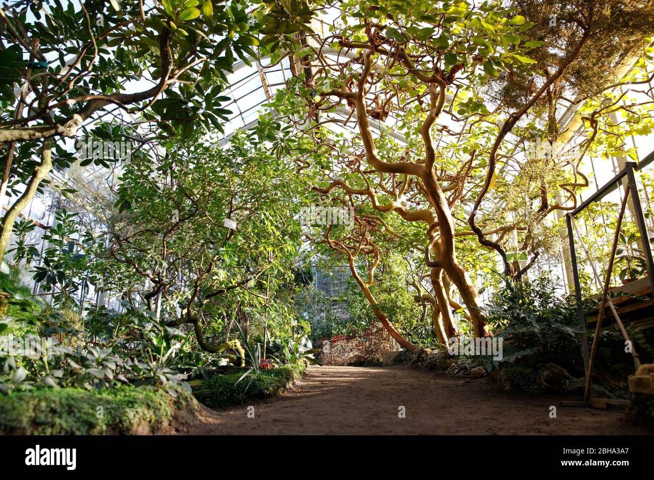 Tropisches Gewächshaus mit immergrünen blühenden Pflanzen, verwinkelte Bäume an sonnigen Tagen mit schönem Licht und Sonnenstrahlen. Exotische tropische Pflanzen in botanica Stockfoto
