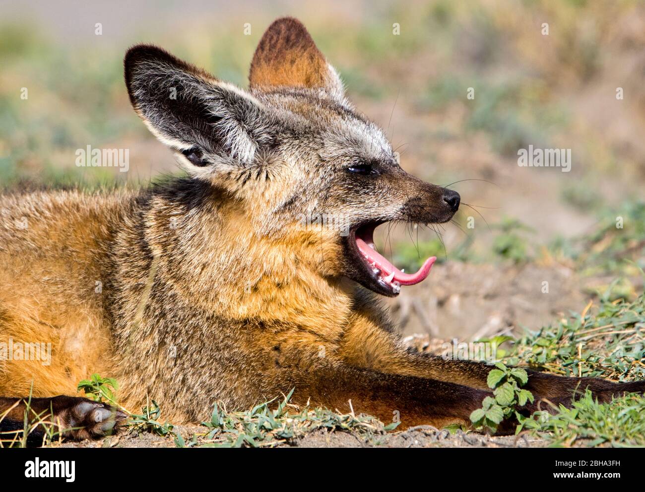 Nahaufnahme des Fledermaus-Ohrenfuchs (Otocyon megalotis), Ngorongoro Conservation Area, Tansania, Afrika Stockfoto
