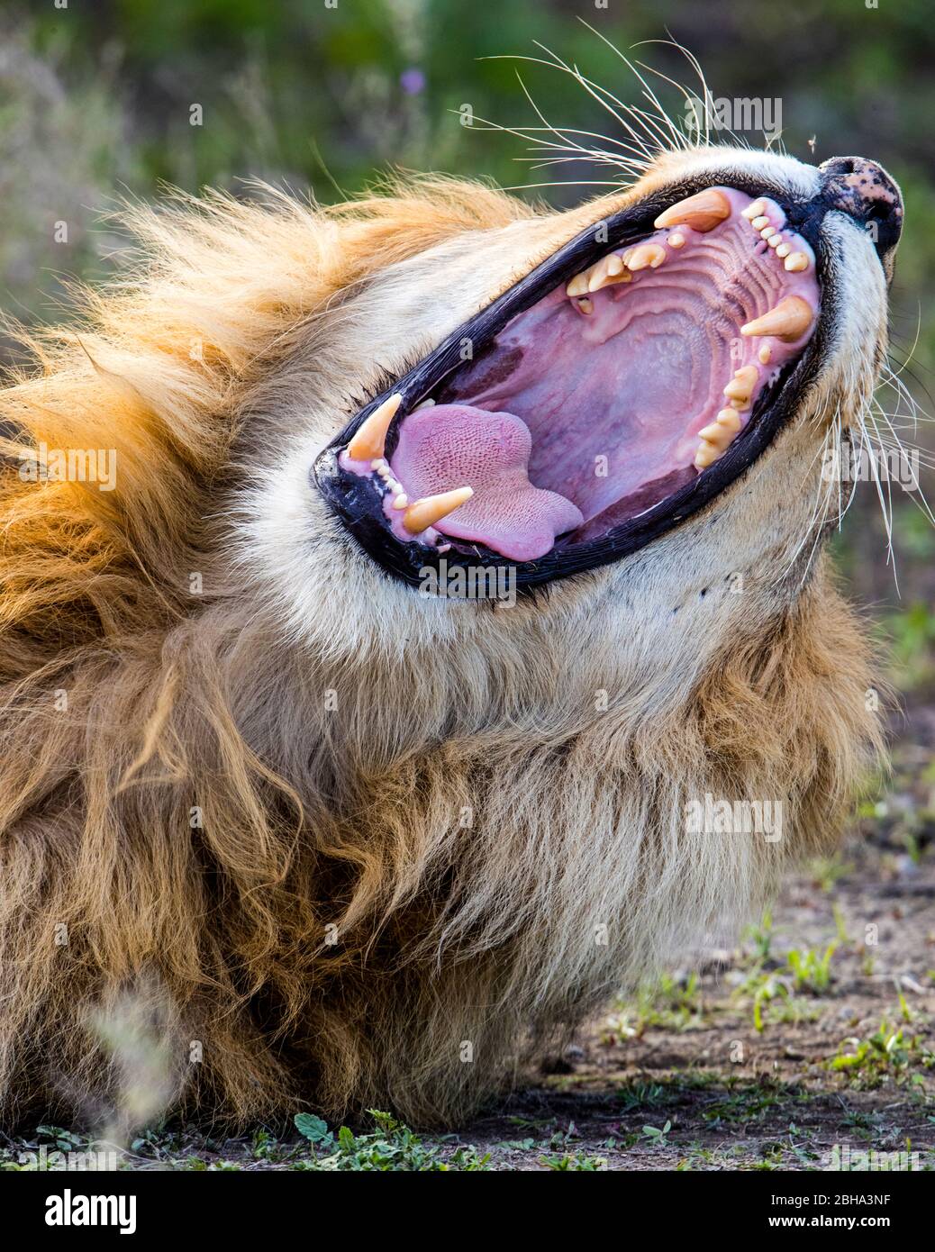 Nahaufnahme des Löwen (Panthera leo) mit offenem Mund, Ngorongoro Conservation Area, Tansania, Afrika Stockfoto