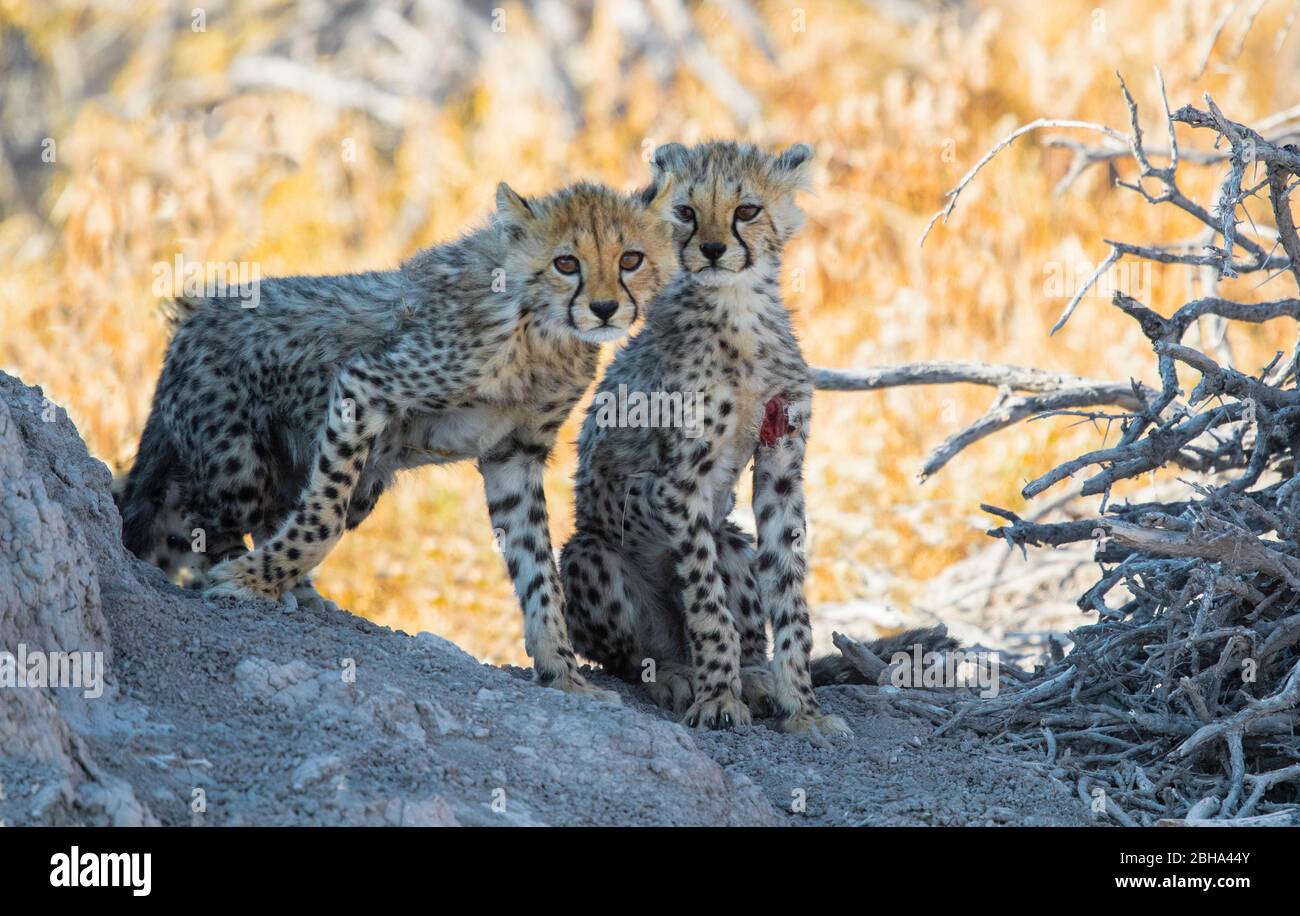 Nahaufnahme von zwei jungen Geparden (Acinonyx jubatus), Etosha Nationalpark, Namibia, Afrika Stockfoto