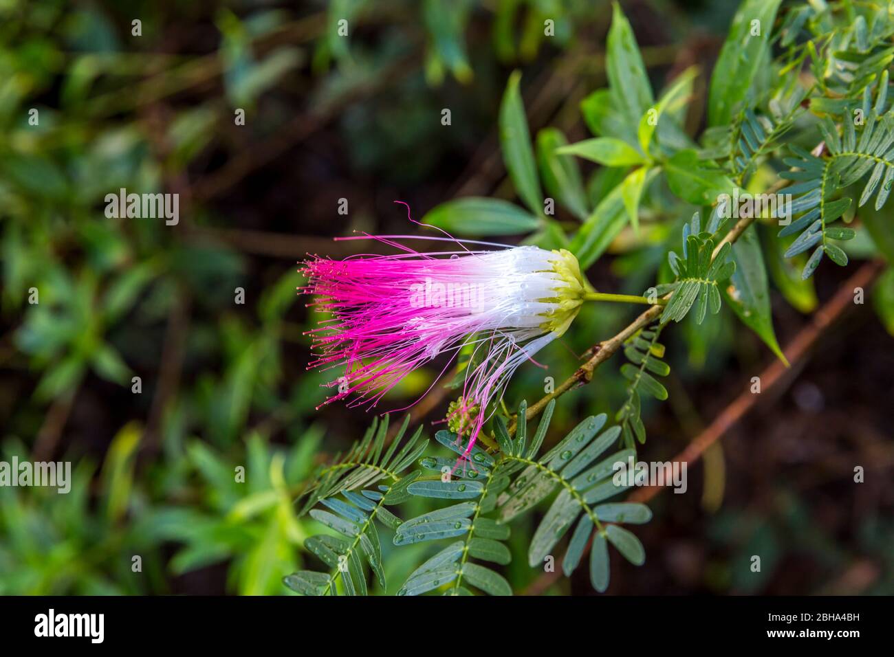 Silk Tree, (Albizia julibrissin), Mimosa, Park, Amber Cove Cruise Terminal, Hafen, Maimón, Dominikanische Republik, größere Antillen, Karibik, Atlantischer Ozean, Mittelamerika Stockfoto