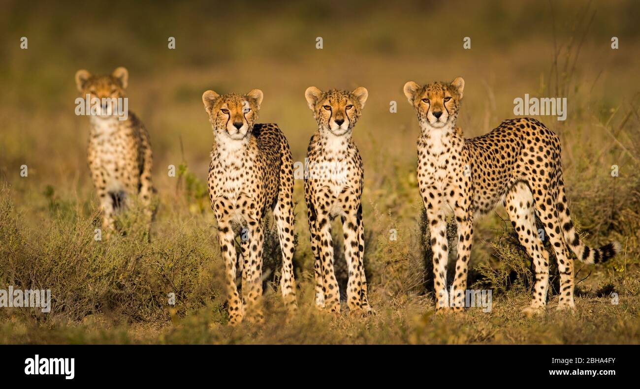 Nahaufnahme der Gepardenfamilie (Acinonyx jubatus), Ngorongoro Conservation Area, Tansania, Afrika Stockfoto