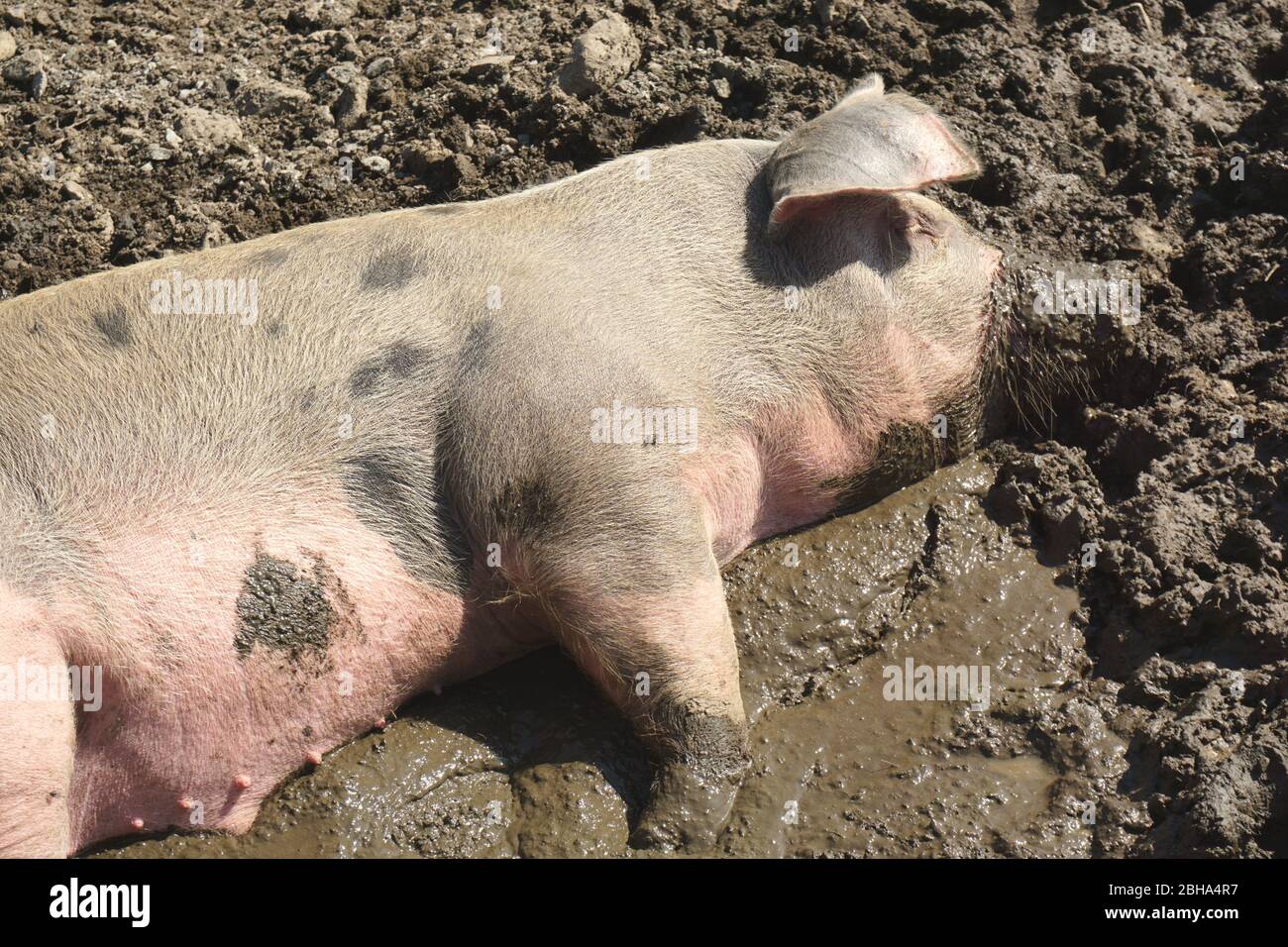 Hausschwein, das im Schlamm ruht Stockfoto