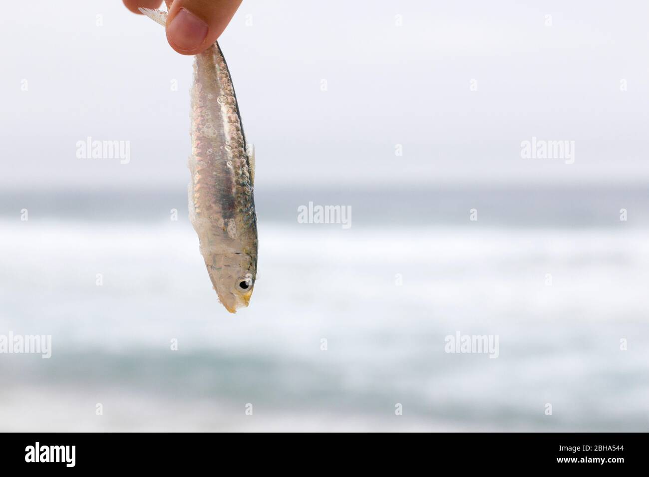 Tote Fische am Strand Stockfoto