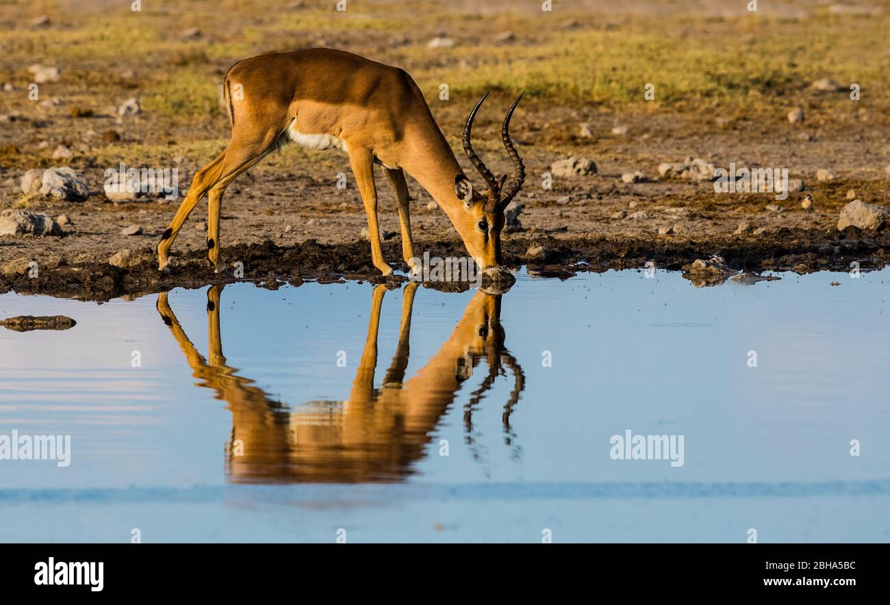 Impala, die sich im Wasser spiegelt, Etosha Nationalpark, Namibia Stockfoto