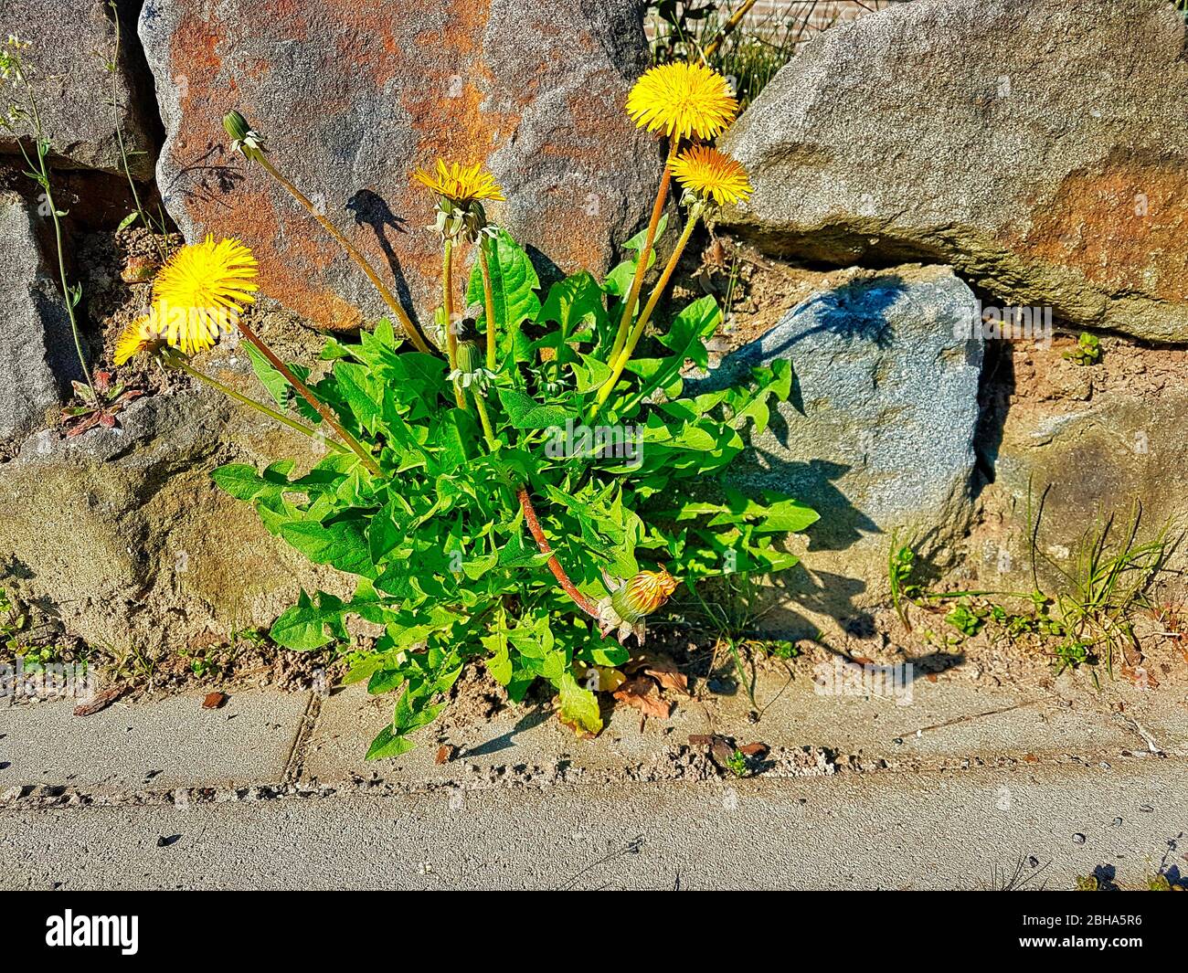 Gewöhnlicher Löwenzahn, Blüten, taraxacum officinale, Löwenzahn Stockfoto