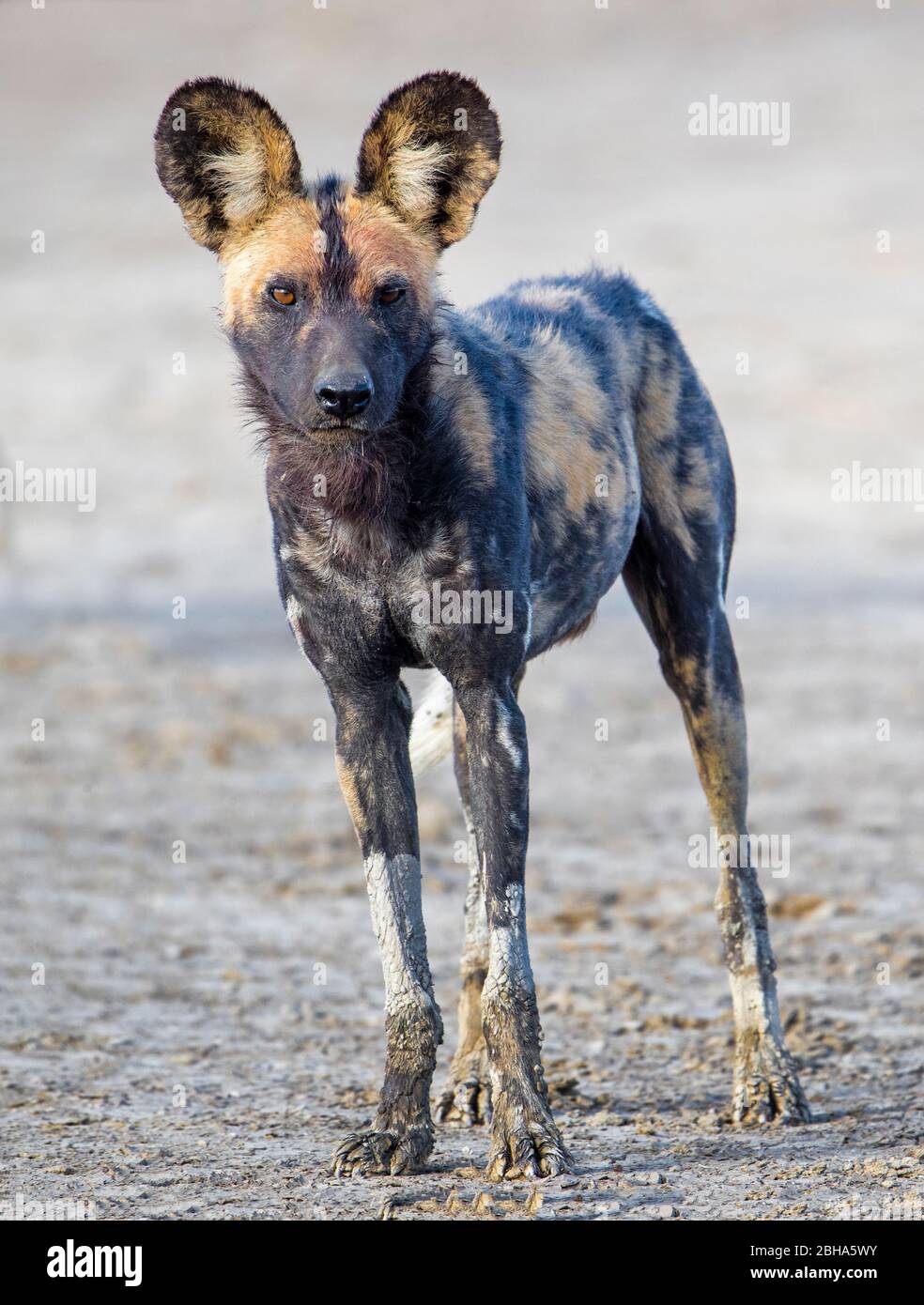 Nahaufnahme des afrikanischen Wildhundes (Lycaon pictus), Ngorongoro Conservation Area, Tansania Stockfoto