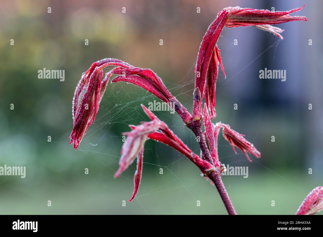 Fan Ahorn, Acer palmatum, rot, Laubaustrieb Stockfoto