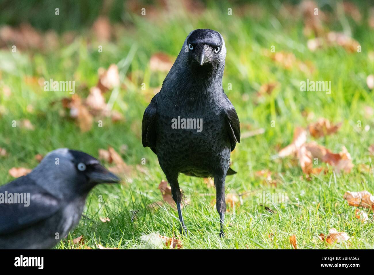 Dohle Dohlen - Corvus monedula - auf Gartenrasen - Großbritannien Stockfoto