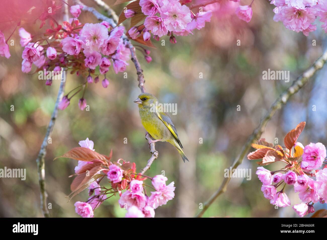 Greenfinch - Chloris chloris - im Frühling in einem Kirschbaum - Stirlingshire, Schottland, Großbritannien Stockfoto