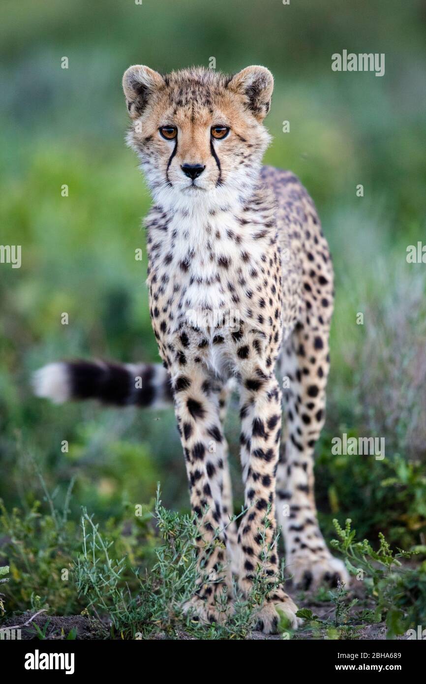 Nahaufnahme des Geparden (Acinonyx jubatus) mit Blick auf die Kamera, Ngorongoro Conservation Area, Tansania Stockfoto