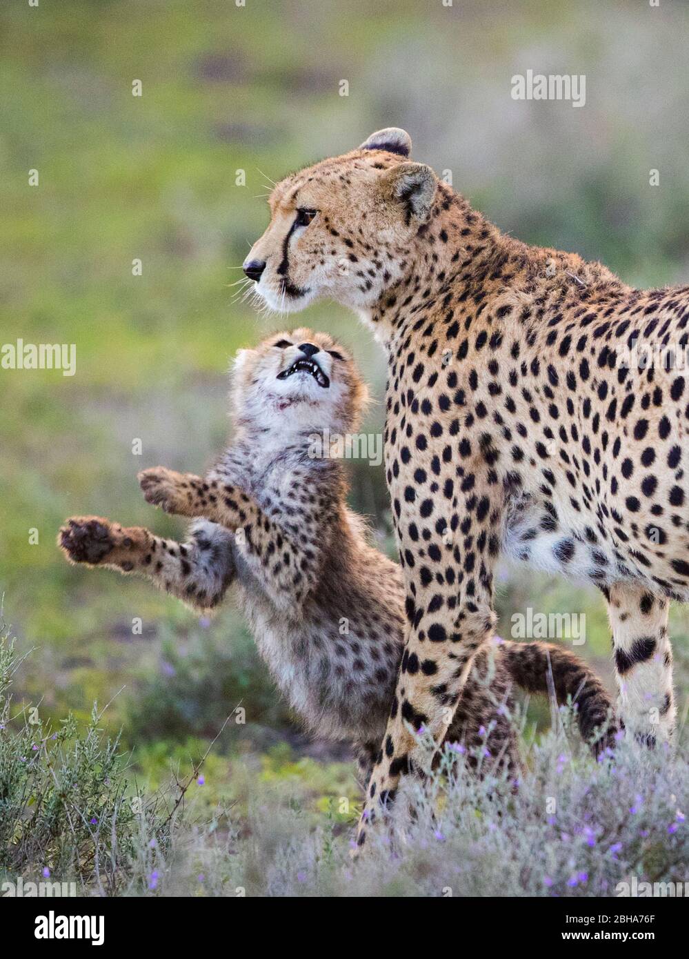 Geparden (Acinonyx jubatus), die mit Erwachsenen spielen, Ngorongoro Conservation Area, Tansania Stockfoto