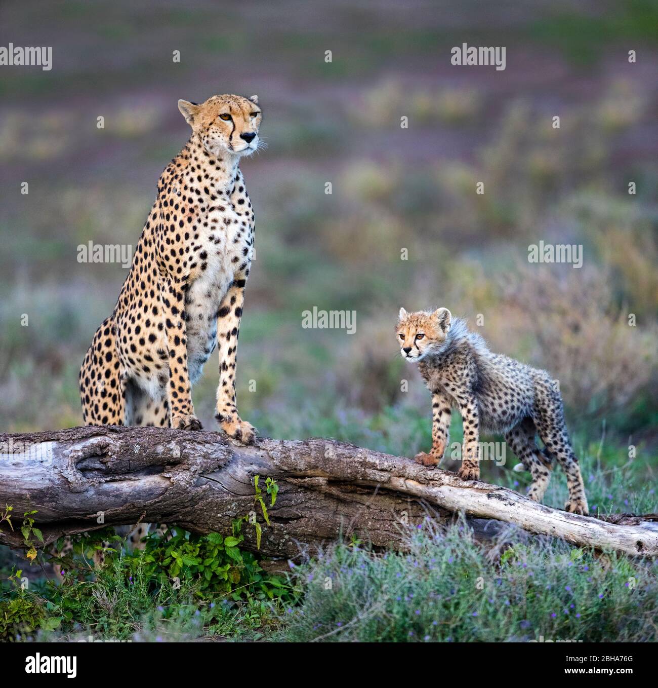 Geparde (Acinonyx jubatus) Erwachsene und Jungtier, Ngorongoro Conservation Area, Tansania Stockfoto